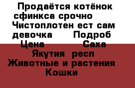 Продаётся котёнок сфинкса срочно!!!!!!! Чистоплотен ест сам, девочка!!!!! Подроб › Цена ­ 2 000 - Саха (Якутия) респ. Животные и растения » Кошки   